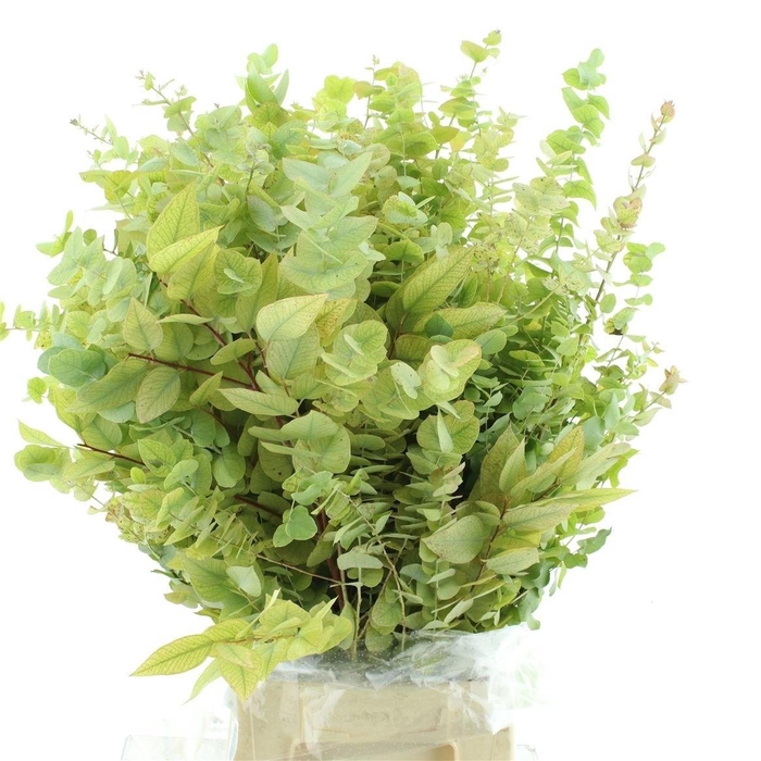 <h4>EUC OV BLAD BS</h4>