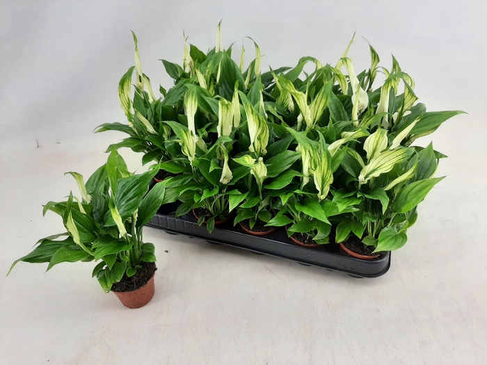 <h4>SPATH CHOPIN</h4>