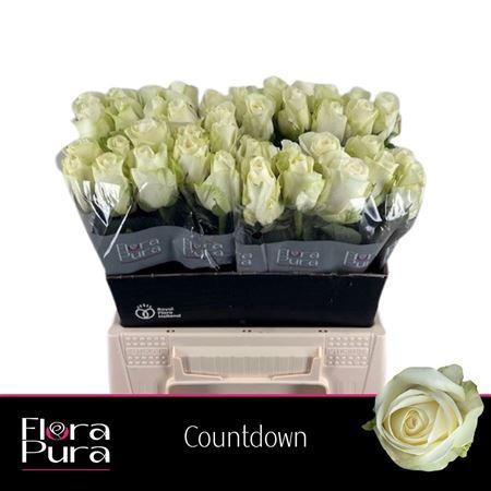 <h4>R GR COUNTDOWN! FloraPura</h4>