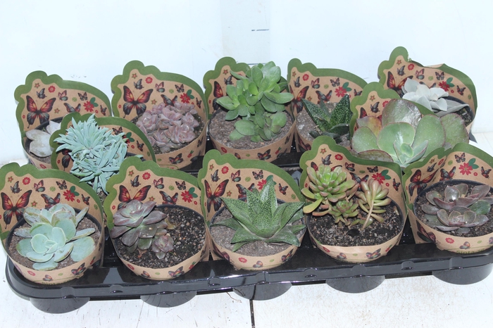 <h4>SUCULENTAS VARIADAS ESPECIAIS P11</h4>