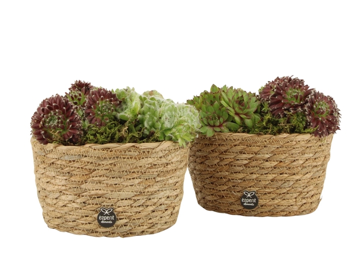 <h4>31703: Outdoor summer arrangement</h4>