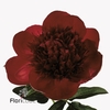 Paeonia red charm