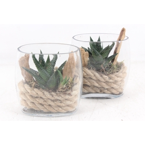 arr3 SN - Glas kl. ovaal x12