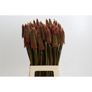KNIPHOFIA ALCAZAR*