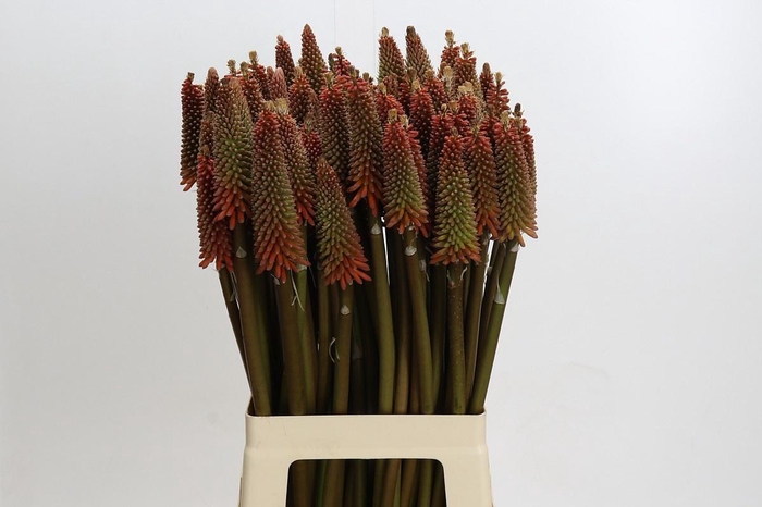 <h4>KNIPHOFIA ALCAZAR*</h4>