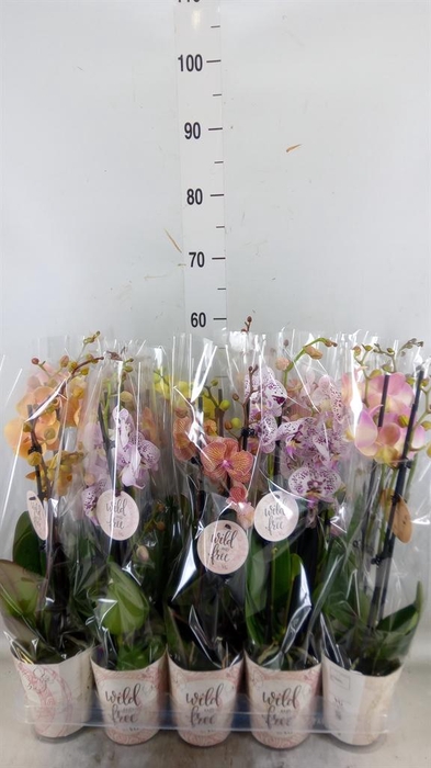 <h4>Phalaenopsis ...</h4>