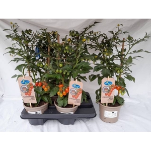 TOMATENPLANTEN