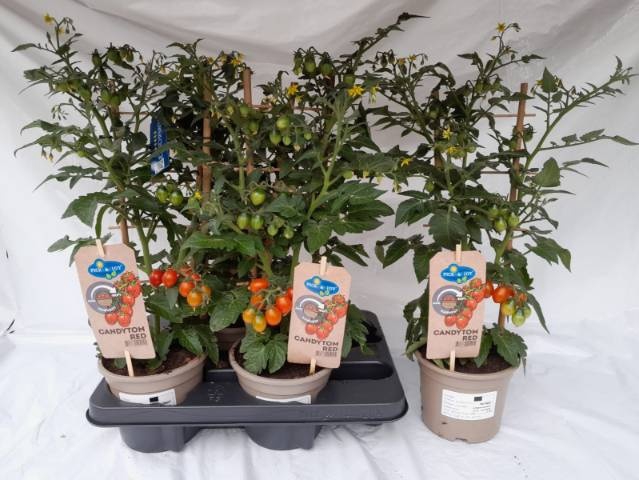 <h4>TOMATENPLANTEN</h4>