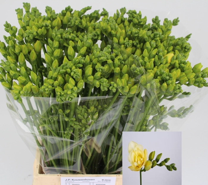 <h4>FR DU GRANDEUR</h4>