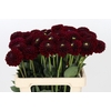 Dahlia Black Fox