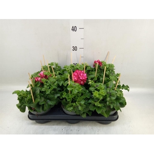 Pelargonium pelt.   ...