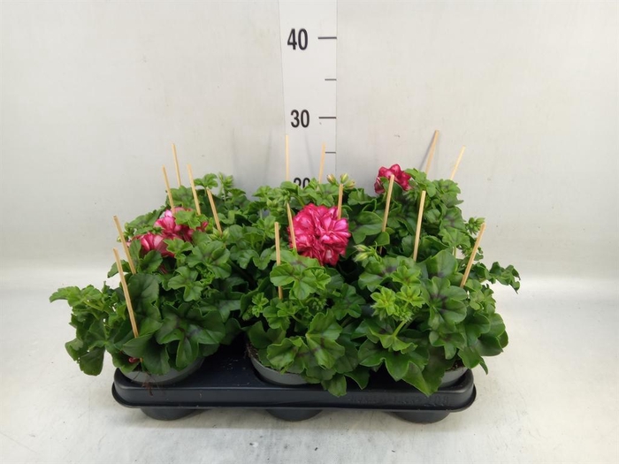 <h4>Pelargonium pelt.   ...</h4>