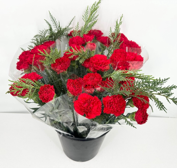 <h4>Dianthus St Bq 5x Arona 1x conifeer (min 30x10) </h4>