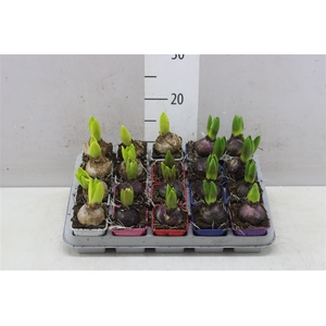 Hyacinthus Gemengd 1pp