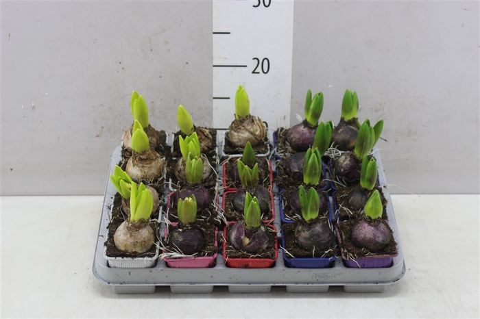 <h4>Hyacinthus Gemengd 1pp</h4>