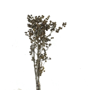 Dried Casouarina X X L (p Stem)