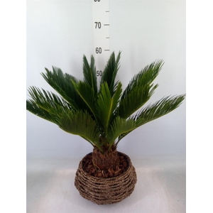 Cycas revoluta