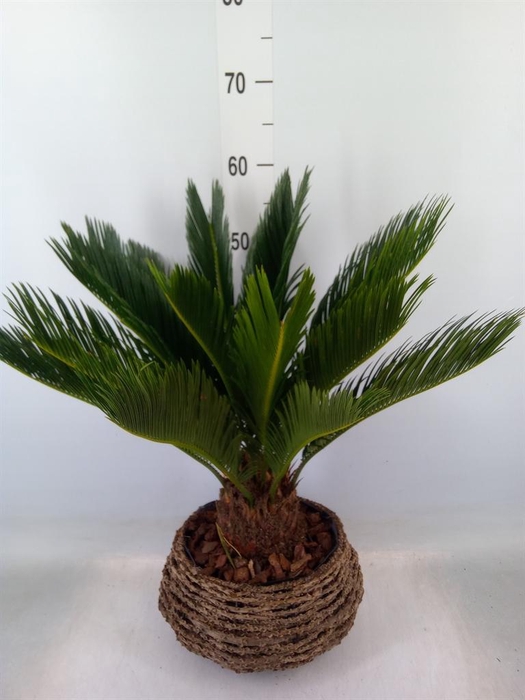 <h4>Cycas revoluta</h4>