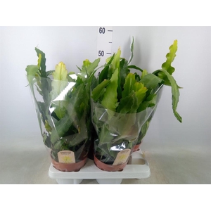 Epiphyllum   ...