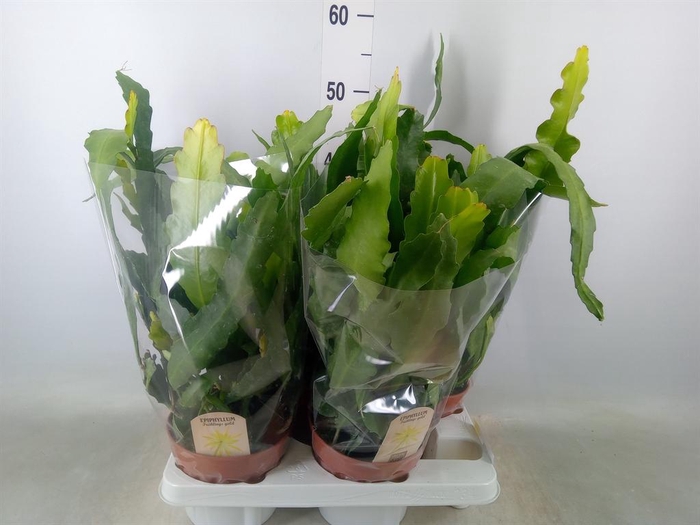 <h4>Epiphyllum ...</h4>