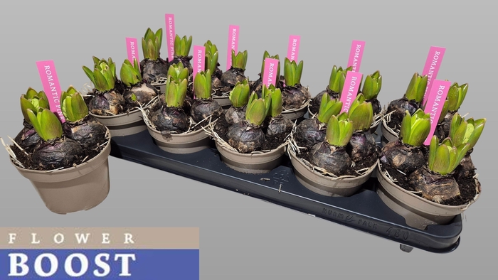 <h4>HYACIN PINK PEARL</h4>