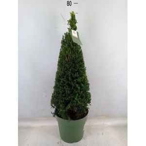Taxus   ...