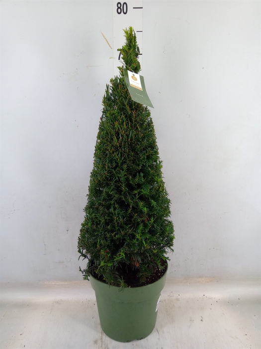 <h4>Taxus   ...</h4>