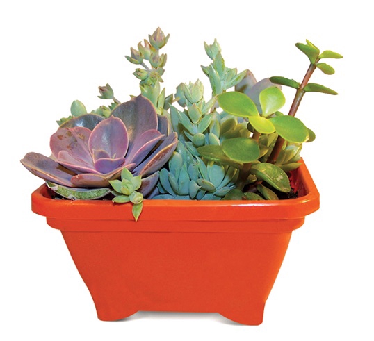 SUCULENTAS VARIADAS ESPECIAIS P11