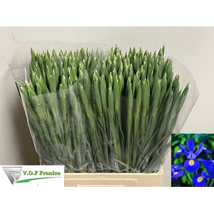 Iris Prof Blaauw