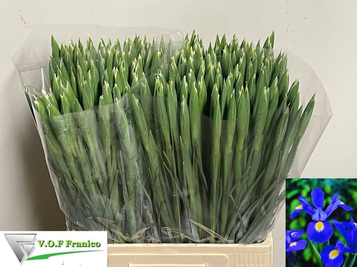 <h4>Iris Prof Blaauw</h4>
