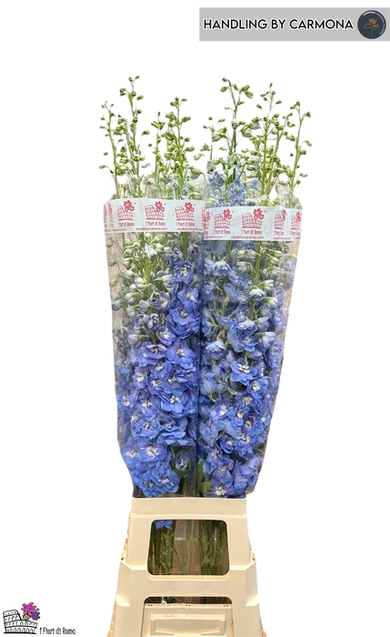<h4>DELPH DU AUR L BLUE</h4>