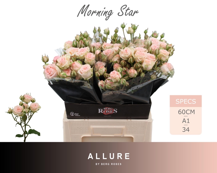 <h4>R TR MORNING STAR</h4>