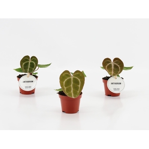Anthurium Crystallinum