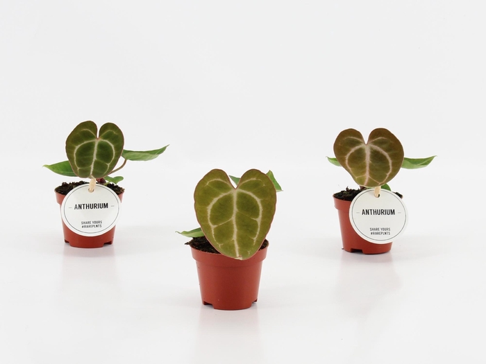 <h4>Anthurium Crystallinum</h4>