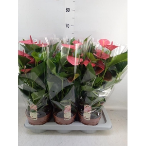 Anthurium andr. 'Melito'