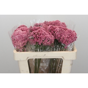 Ozothamnus Booming Pink