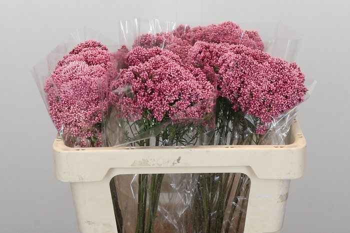 Ozothamnus Booming Pink