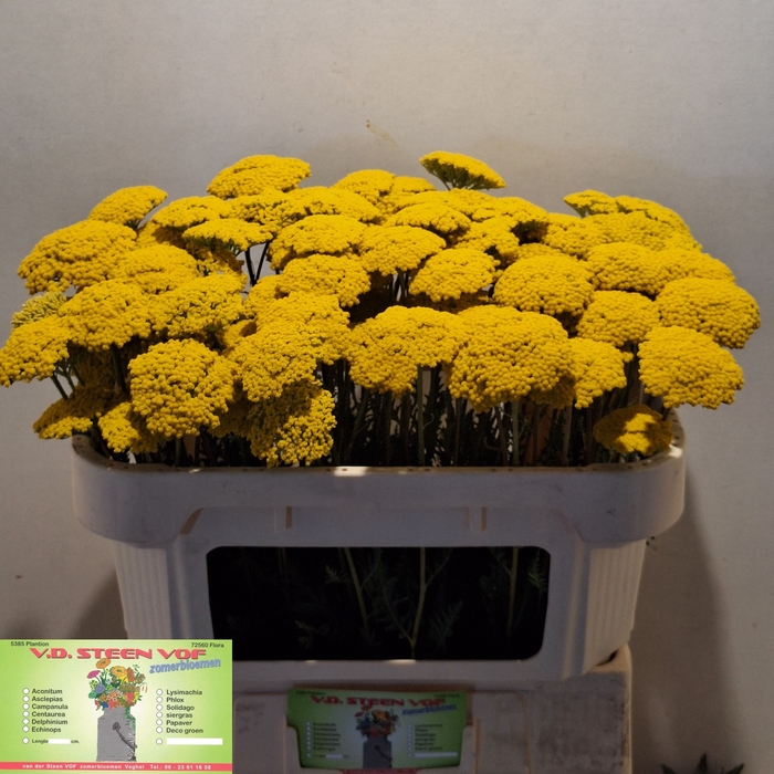 <h4>ACHIL F PARK VARIETY</h4>