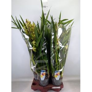 Cymbidium   ...