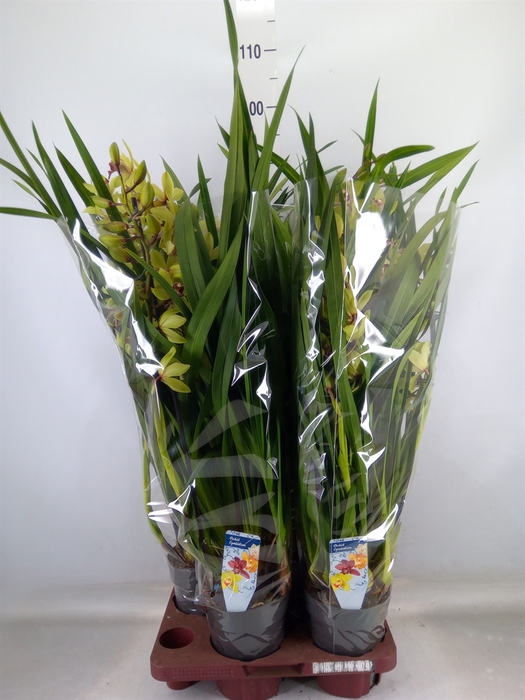 <h4>Cymbidium   ...</h4>