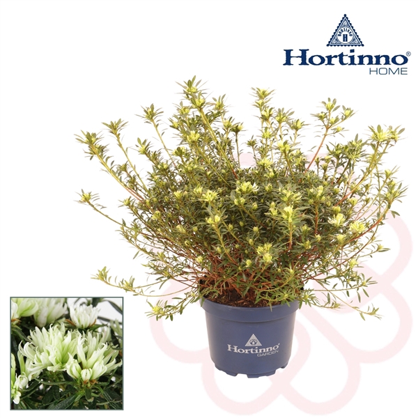 <h4>Hortinno® Garden Witte spider kleurtonend 30 - 40 cm</h4>