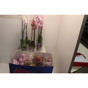 ** Phal Gem 6 Kl ** 3 Branche 20+ ** Winter Promo*