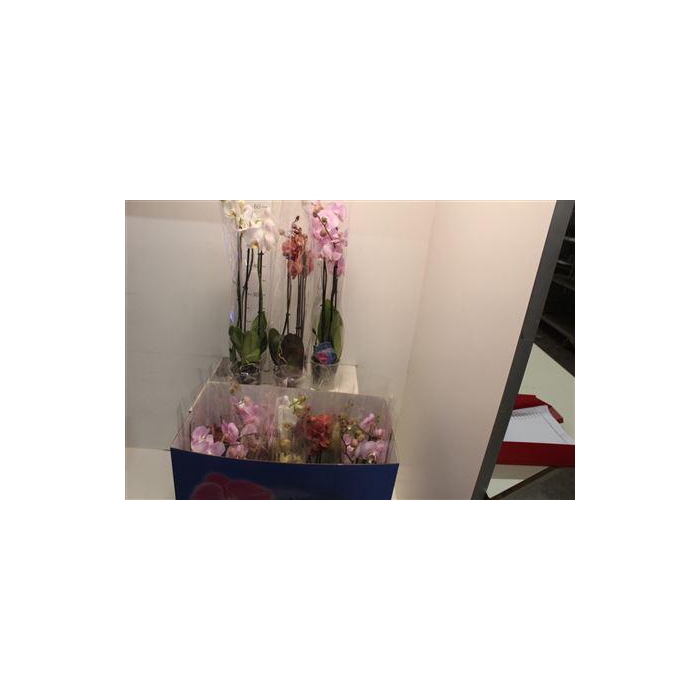 <h4>** Phal Gem 6 Kl ** 3 Branche 20+ ** Winter Promo*</h4>