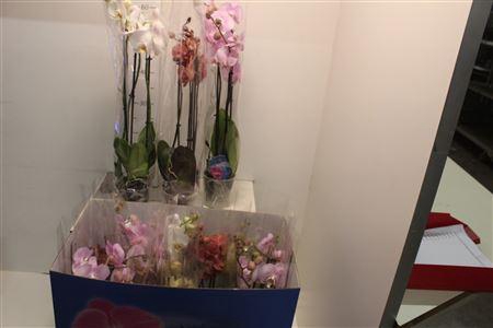 ** Phal Gem 6 Kl ** 3 Branche 20+ ** Winter Promo*