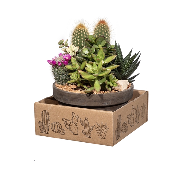 <h4>COMPOSITION CACTUS AND SUCCULENTS IN BASALT BOWL Ø 15 - CARDBOARD BOX 15 X 15 CM (CACTUS EN SUCCULENTEN)</h4>