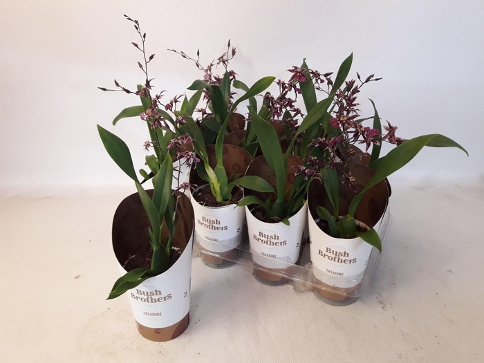 <h4>BRASSIA SUMMER DREAM</h4>