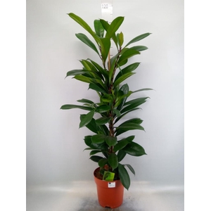 Ficus   ...