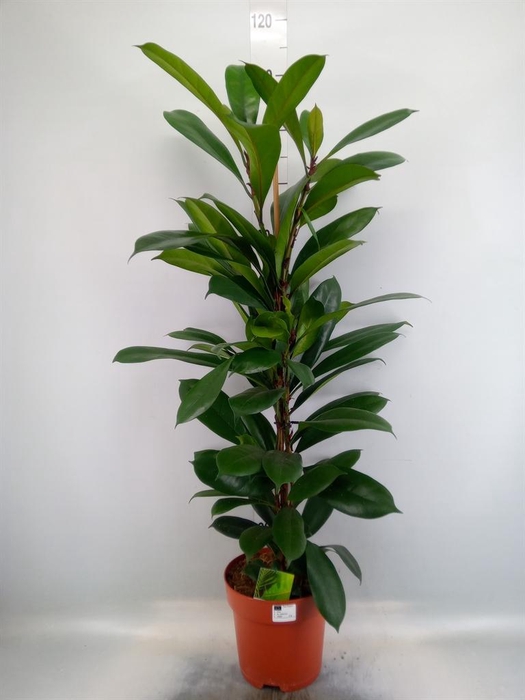 <h4>Ficus   ...</h4>
