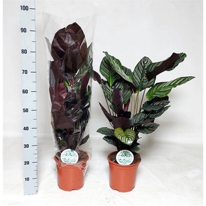 Calathea Sanderiana 21Ø 95cm