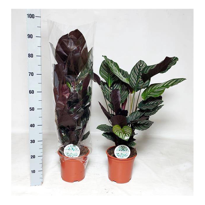 <h4>Calathea Sanderiana 21Ø 95cm</h4>